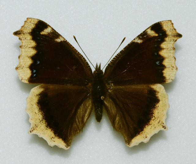 Nymphalis antiopa male (Camberwell Beauty, small aberration from wild) (Internet Image property of respective owner, non-commercial use only)